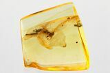 Detailed Fossil Leafhopper (Cicadellidae) In Baltic Amber #372592-1